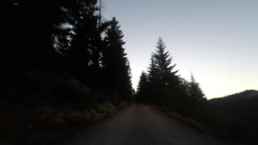 A forest road timelapse