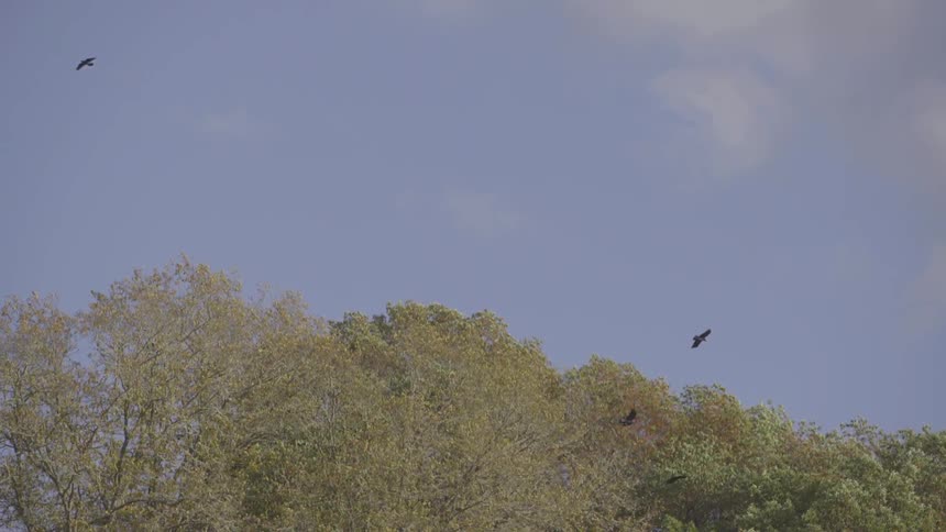A murder of crows take perch in a tree as some take flight into the air