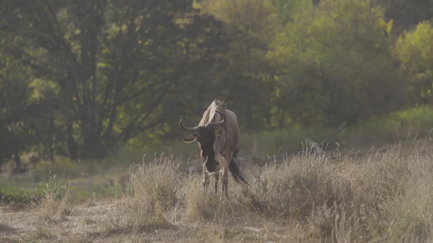 An animal is outside eating grass