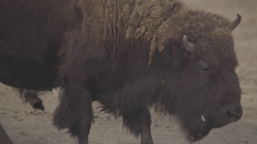 A buffalo walks through a dirt field