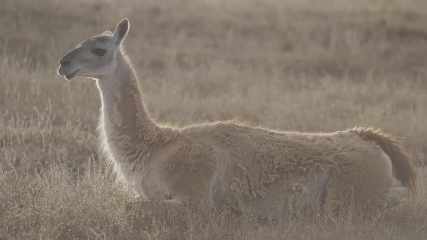 An alpaca sits quietly in a field
