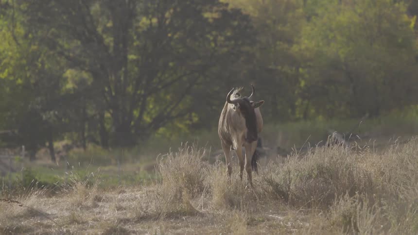 A wildebeest stands eating in a field