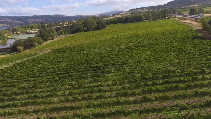 A vineyard filled with thousands of vines with green leaves spans over a huge area in rows beside a busy hwy and rolling tree filled hills