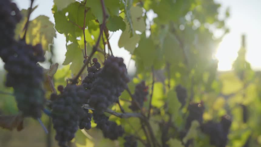 Camera looks at grapes in a vineyard