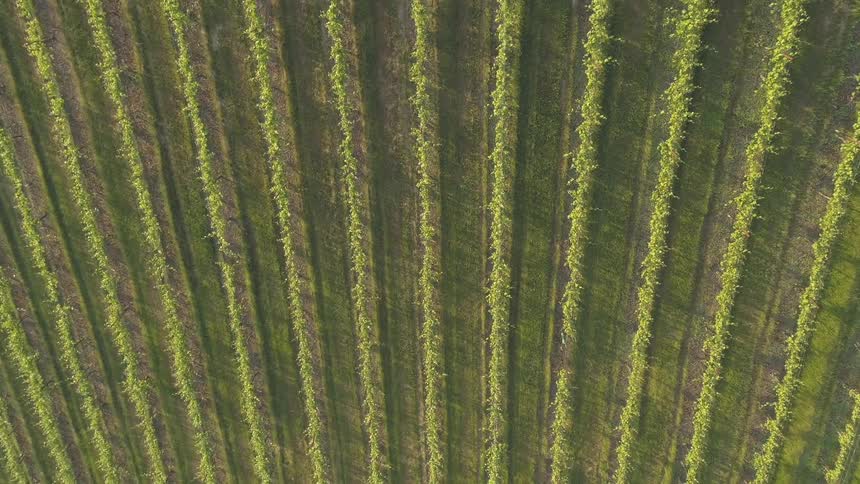 Rows of corn grow in a field
