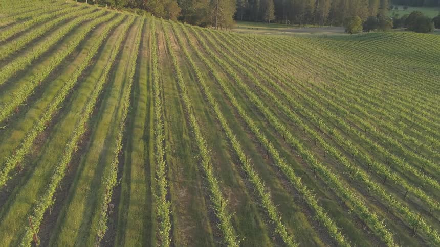 The camera flies over a farm field near a forest