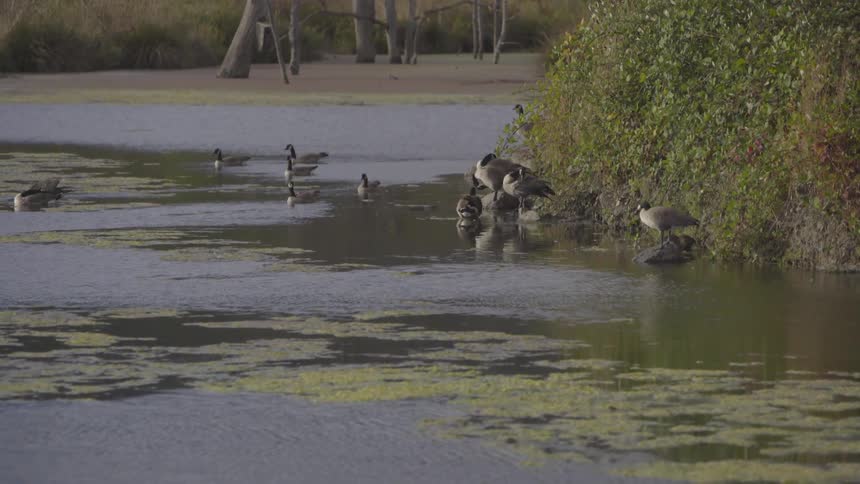 A flock of birds by a lake