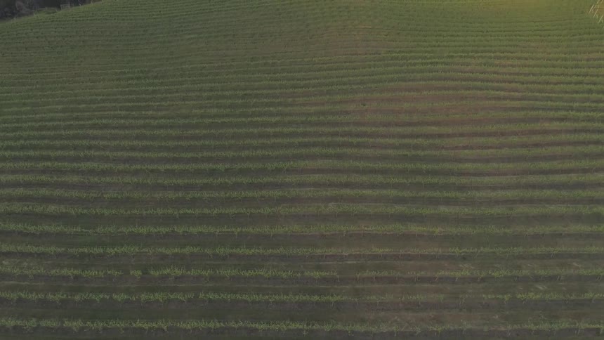A dirt road runs between a corn field and a forest