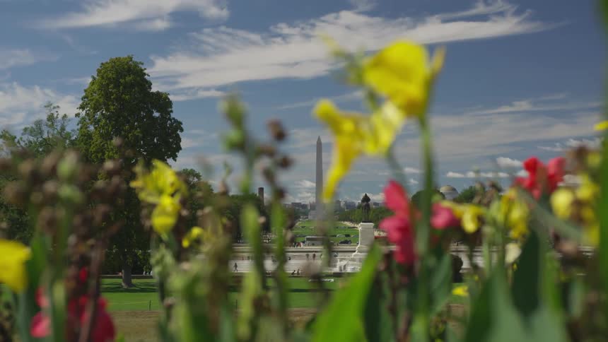 Flowers with trees and monuments in the background