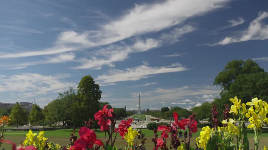 The washington monument in the distance past a field with flowers