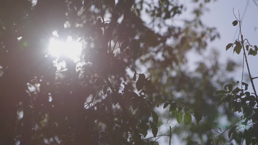Close up view of leaves on a tree with the sun shining through