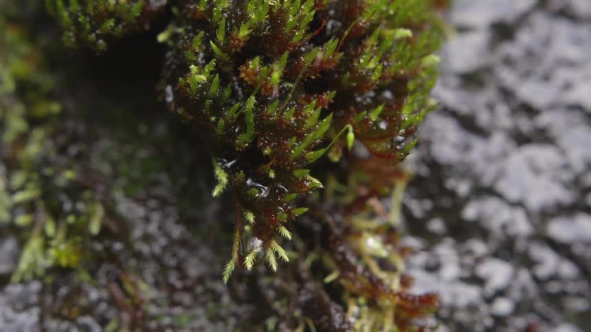 Water drips off of moss clinging to a rock