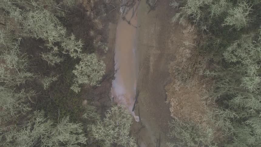 Stream bed with logs divides forest