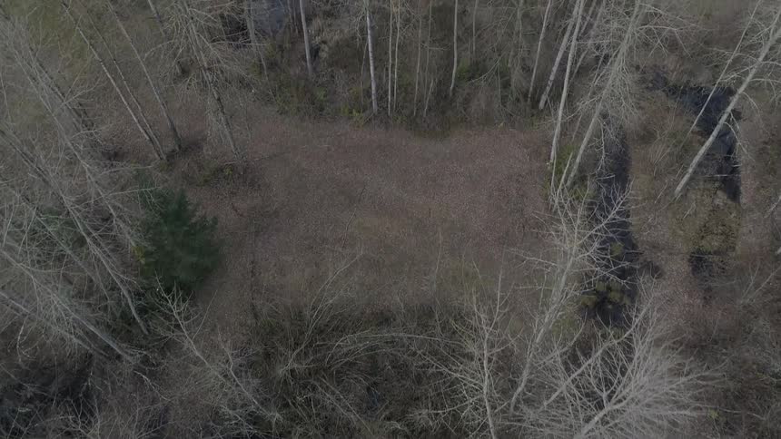 Bare trees among stream and brown grass