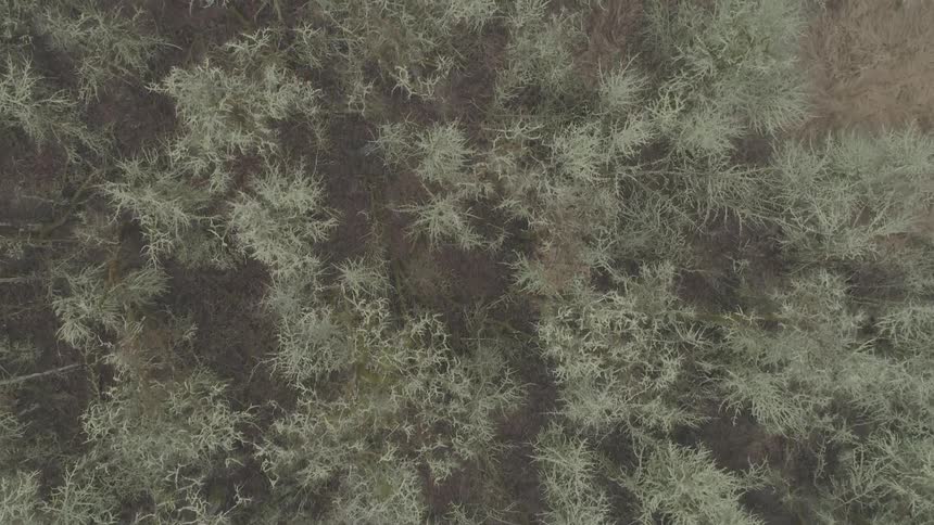 Aerial view looking down on trees