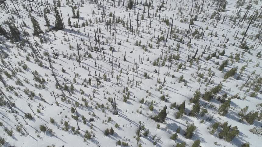 Snow is covering a forest area