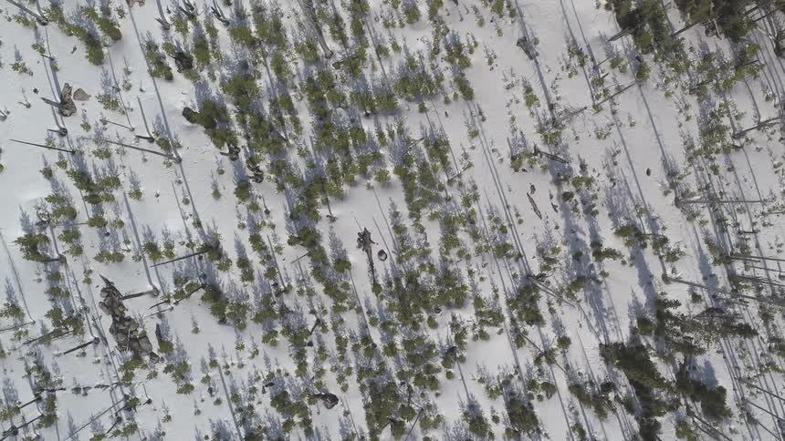 Snow is covering a wooded area