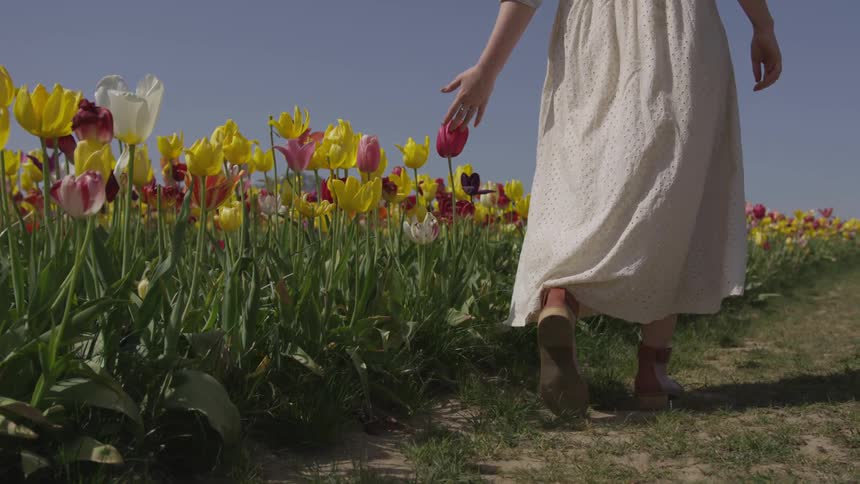 Woman walking through a tulip field