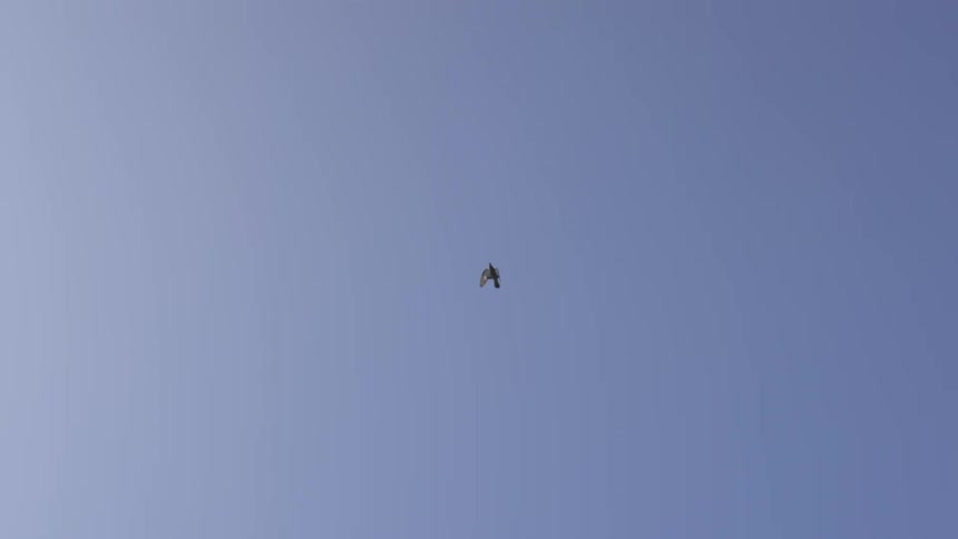 A bird flies upwards into the sky