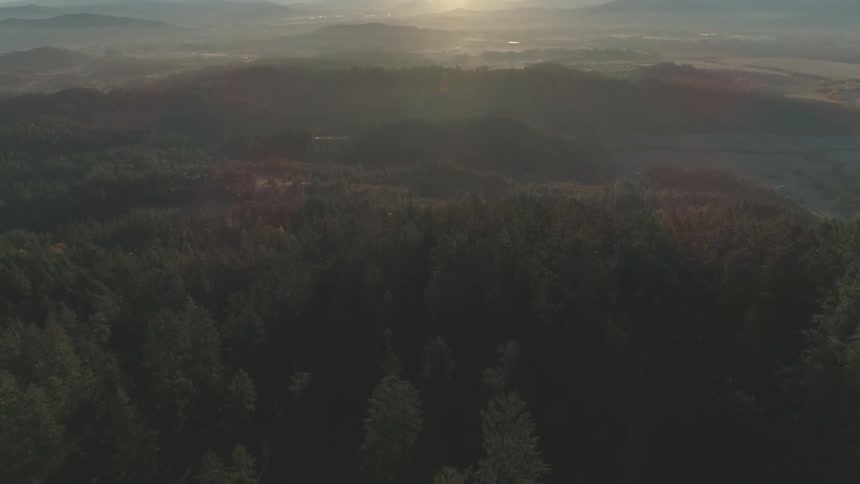 Its a drone shot looking down into the forest the trees are in a circle looks like it could be autumn and the sun is setting