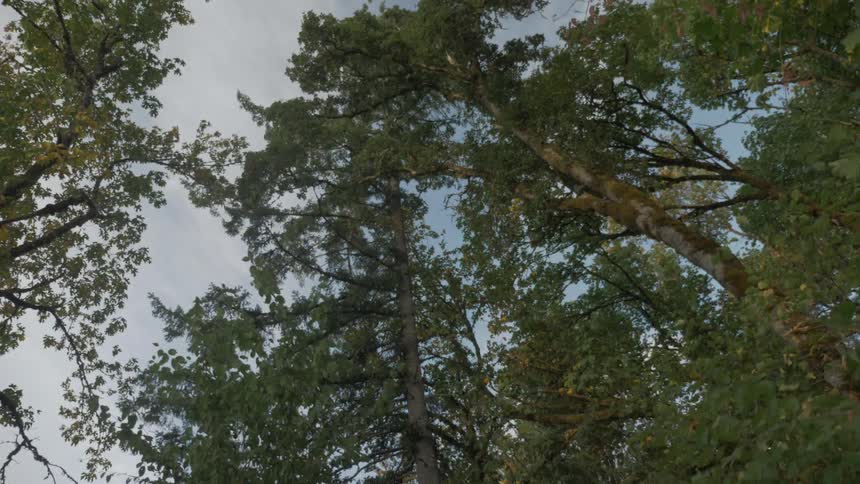 Tall trees loom over the forest