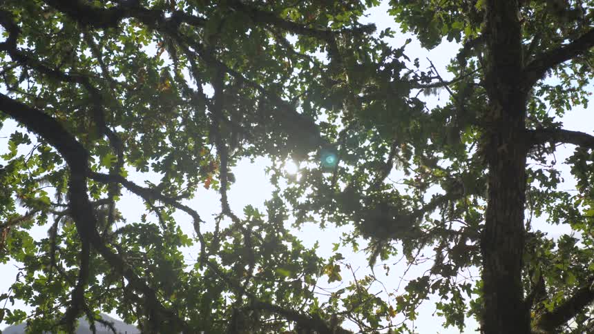Sun shining through tree leaves and branches