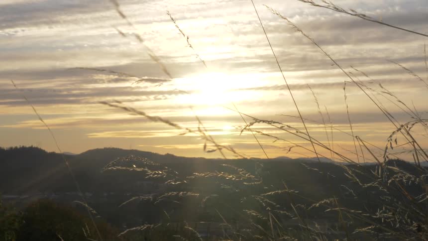 Tall weeds shaking in the wind