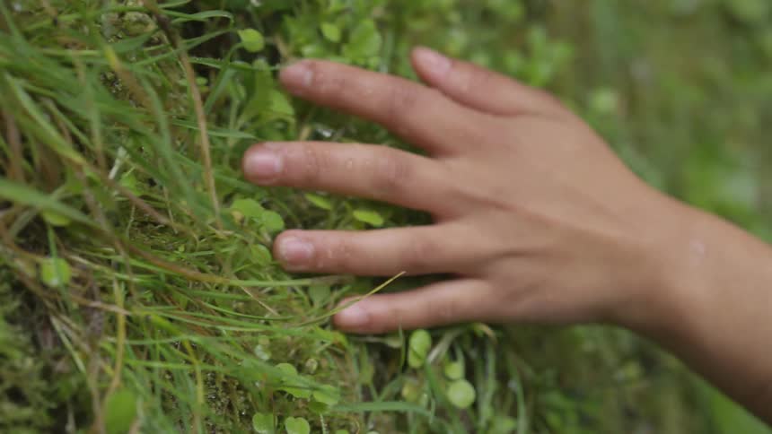 A person's hand rubbing over the grass