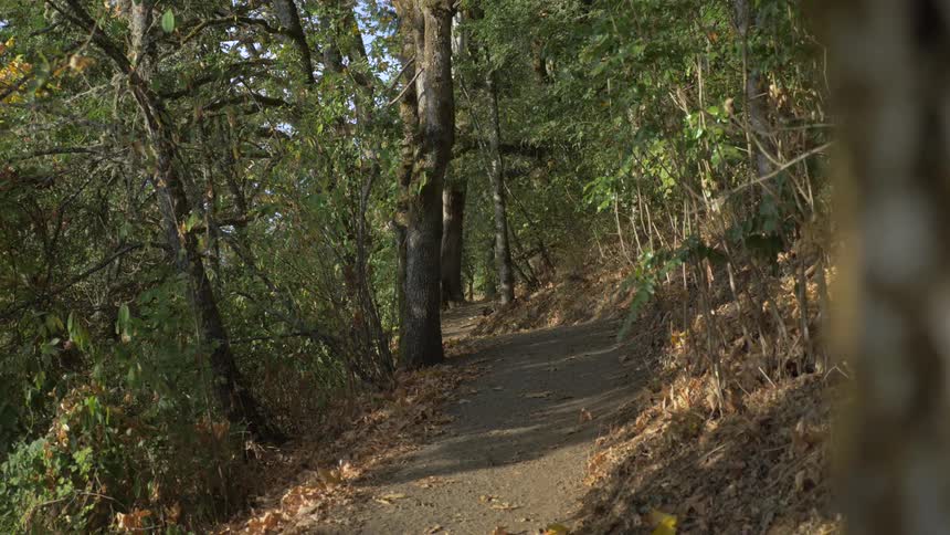 A dirt path leads into a forest