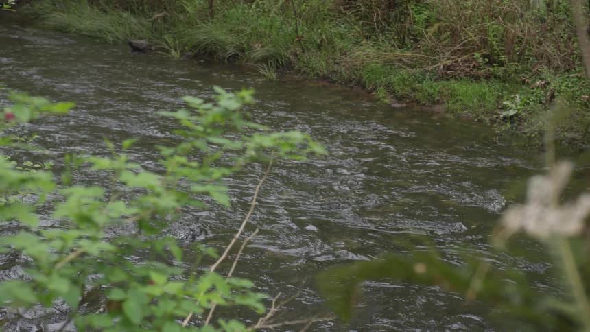 A river flows through a forest