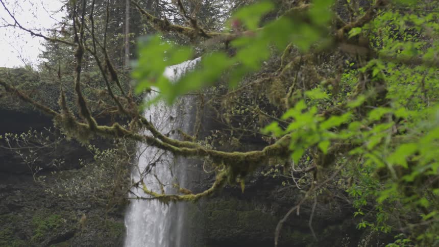 Tree branches and trees around a flowing waterfall