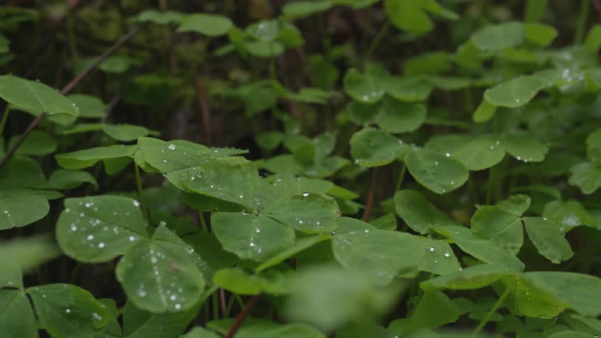 Water droplets on clovers