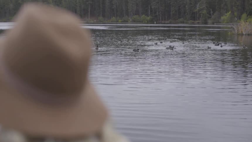 Ducks swim on pond with persons hat in foreground