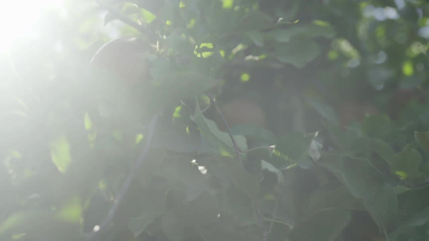 Apples on branch lit by sun