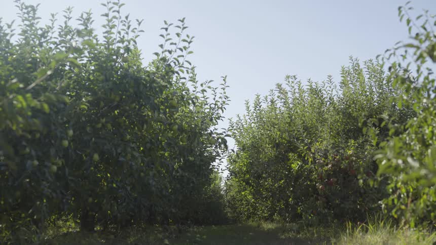 Bushes wave in the breeze