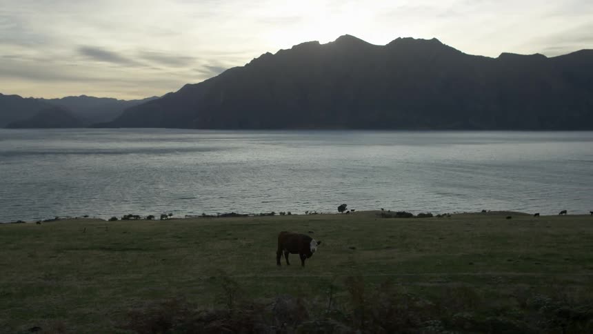 Cattle graze in grass along a shoreline