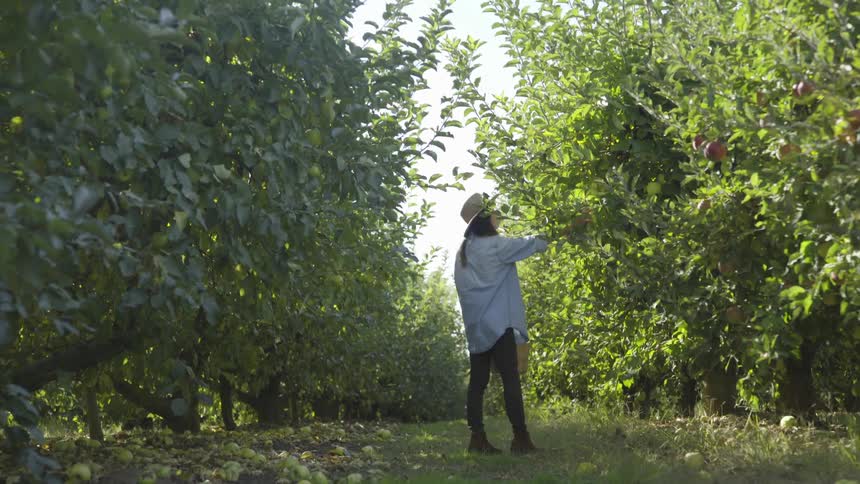 Woman picking apples into bucket in orchard