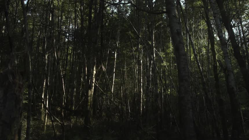 Trees rest motionless in a dim forest