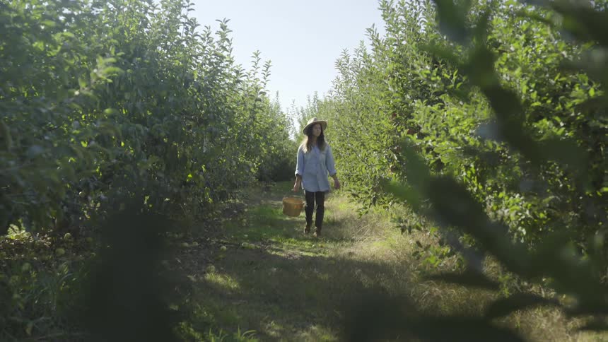 Woman walks between trees carrying basket in orchard