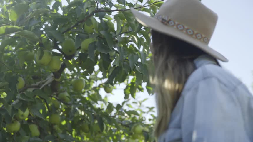 Girl picking a pear from a tree