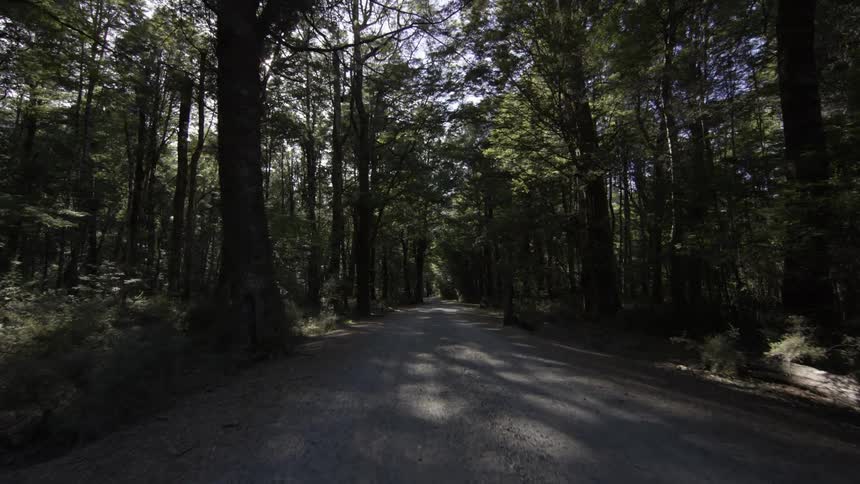 A road in the middle of a forest