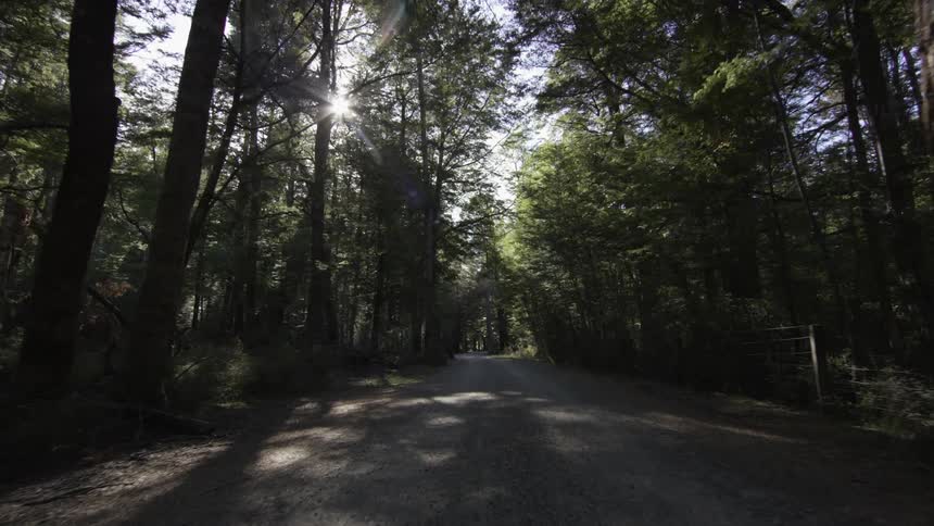 Trees rest motionless on the sides of a forest road