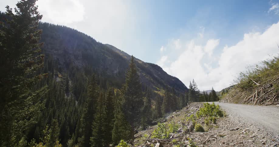 Wind blowing through trees on a mountain road