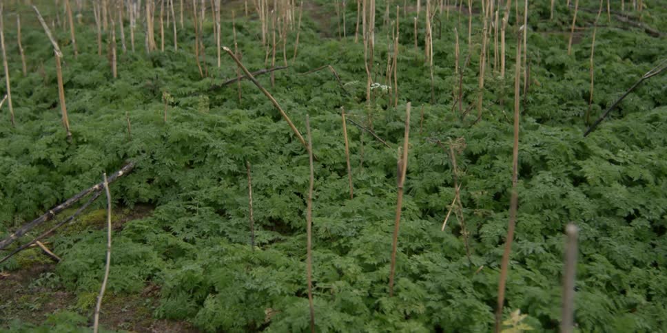 Aerial view of a densely grown green area