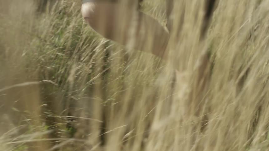 A person walking in tall grass