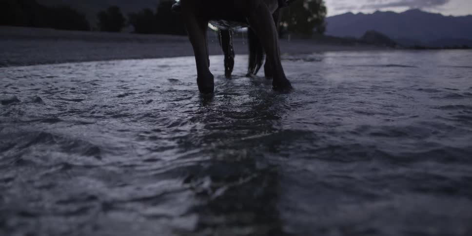 A horse stands in the water near a beach at twilight