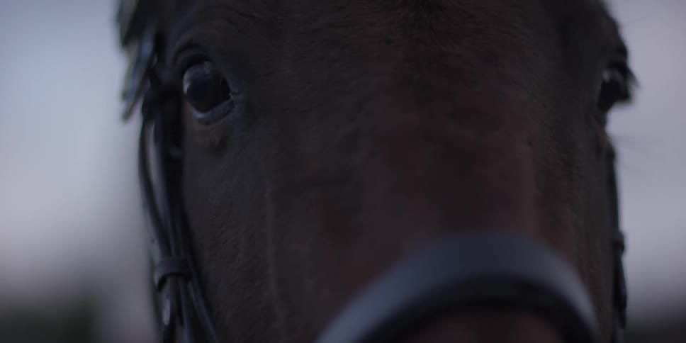 A horse is shown