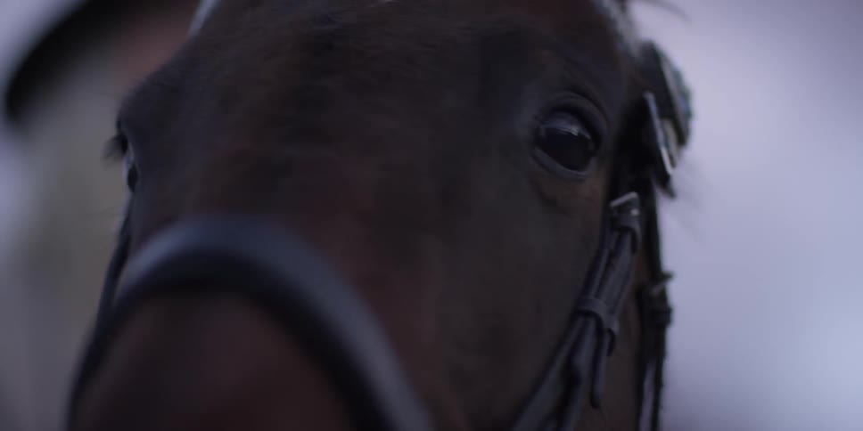 A horse turns slowly on a cloudy day