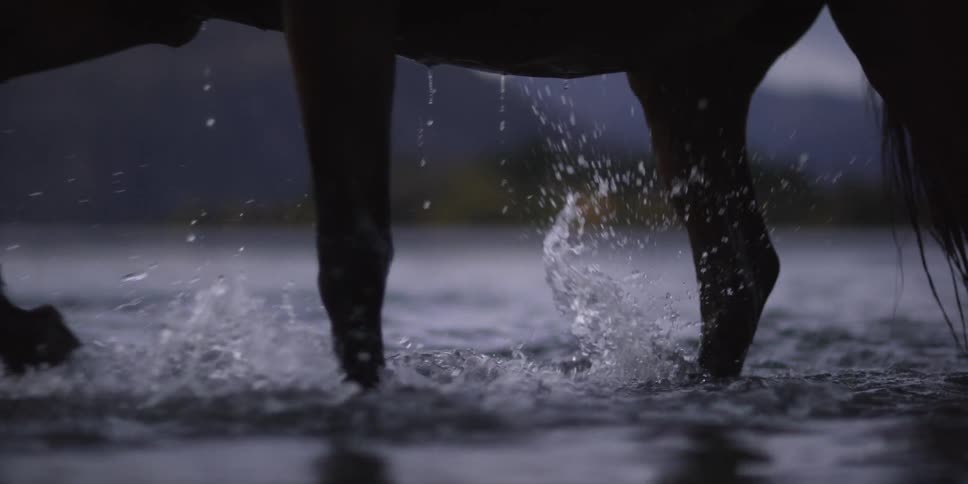 Horse wading through water