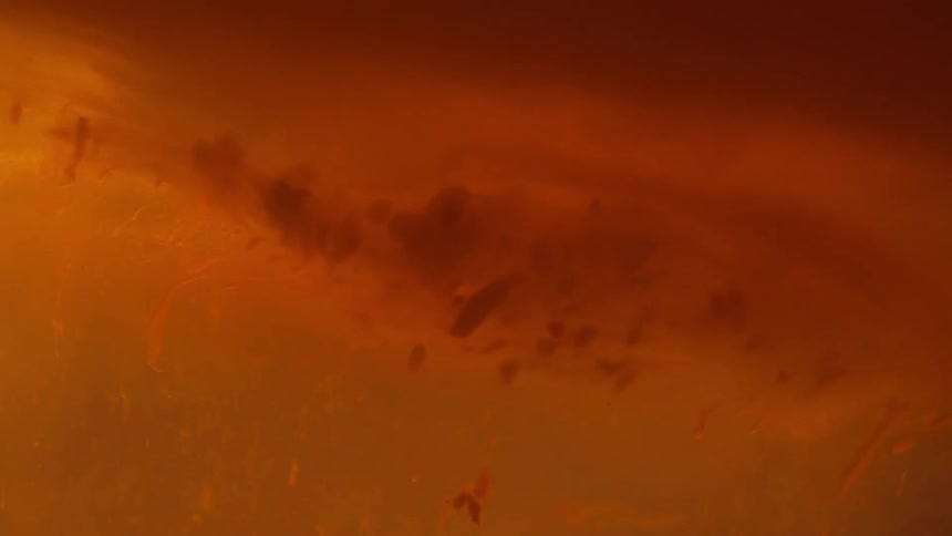 Underwater view of orange ink swirling and clouding while floating in water